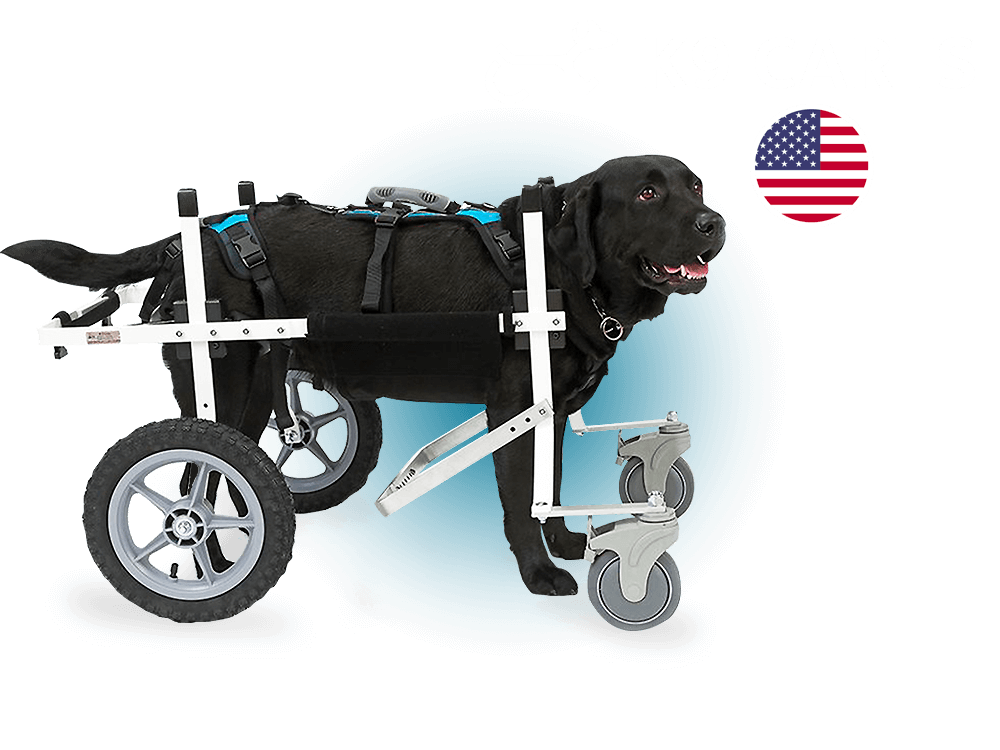 Découvrez K9 Carts !