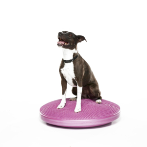 Balance Disc Fitpaws Chien